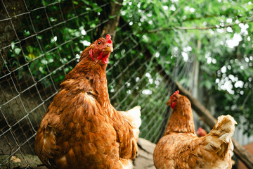 Two brown chickens explore a farmyard filled with greenery and wooden structures. The sun shines down, creating a lively atmosphere for the birds.