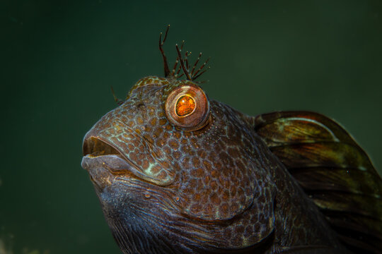 Unterwasserfoto variabler Schleimfisch im Mittellmeer, Costa Brava, Spanien, Parablennius pilicornis