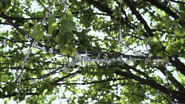 Takahashia japonica is a pest recognisable by its conspicuous white ring-shaped ovisacias hanging like a white garland.It belongs to the category of the white &lsquo;garland&rsquo; cochineal.