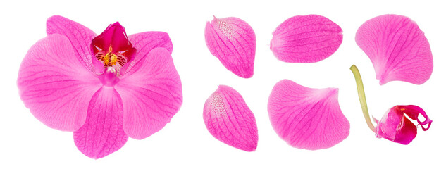 pink phalaenopsis orchid flower isolated on white background