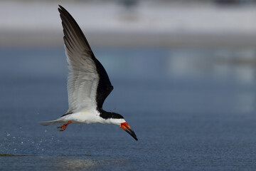 Black skimmer (Rynchops niger), a Florida seabird, skimming the water's surface for food along Lido Key, Florida