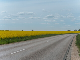 A quiet country road winds slowly through an open landscape surrounded by vast yellow rapeseed...