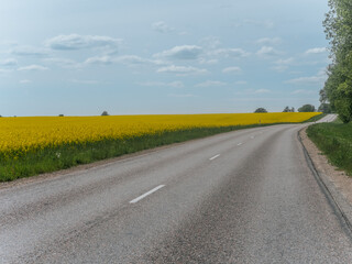 A quiet country road winds slowly through an open landscape surrounded by vast yellow rapeseed...