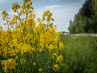 Bright yellow rapeseed flowers bloom on the side of a quiet country road, surrounded by lush greenery and trees under a blue sky.