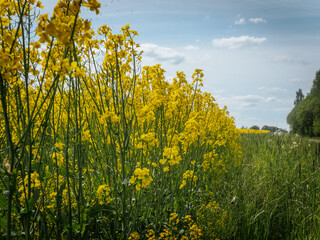 Obraz premium Bright yellow rapeseed flowers bloom on the side of a quiet country road, surrounded by lush greenery and trees under a blue sky.