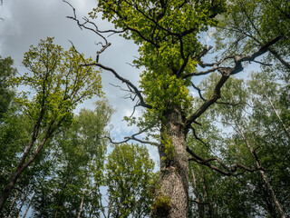 Dramatic low-angle view of a tall tree with rough bark and wide branches under a partly cloudy sky, surrounded by green foliage.