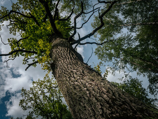 Dramatic low-angle view of a tall tree with rough bark and wide branches under a partly cloudy sky,...