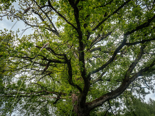 A large oak tree with thick, mossy branches spreads its green crown across the sky, creating a...