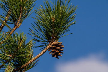 Pine cone growing on a tree