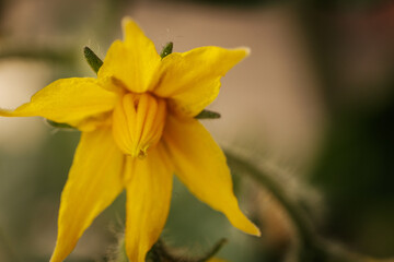 Obraz premium Extreme close-up of a yellow tomato blossom showing delicate petals, central anther cone, and fine plant hairs. Soft blurred background enhances the floral detail.