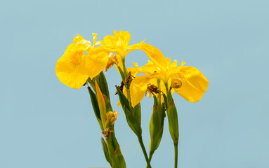 yellow daffodil flowers