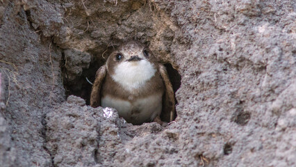 a small bird