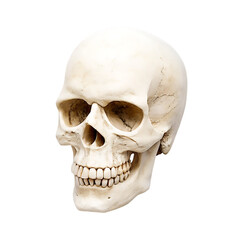 Naklejka premium Human skull anatomy model isolated on white background isolated on a white background