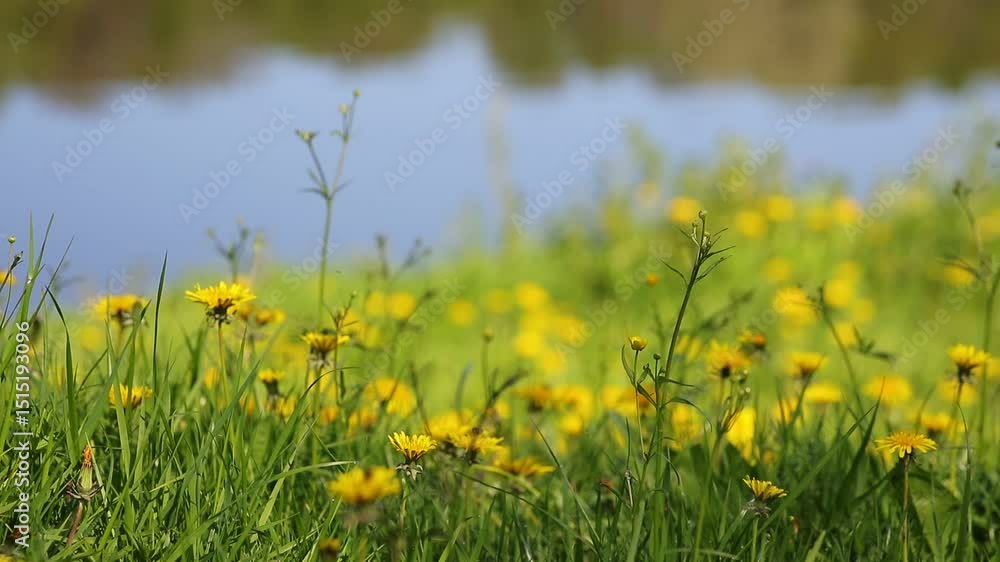 Poster a field of yellow flowers with a blue river in the background. the flowers are scattered throughout 