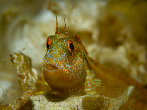 Unterwasserfoto variabler Schleimfisch im Mittellmeer, Costa Brava, Spanien, Parablennius pilicornis