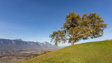 Chêne de Venon