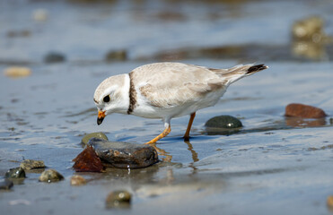 Piping Plover on Winthrop Beach by Stephanie Suwarato Photography 