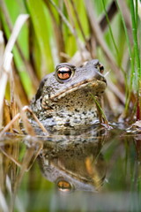 Common toad Bufo bufo on the surface of the pond.