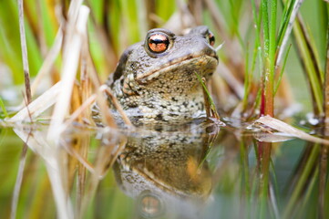 Common toad Bufo bufo on the surface of the pond.