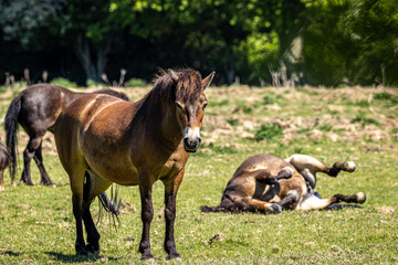 Exmoor ponies in a field, enjoying the spring sunshine