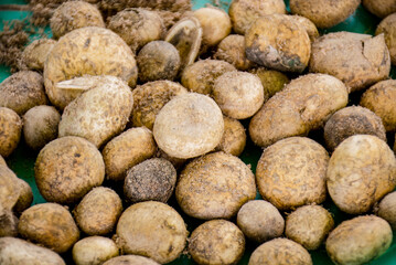 Thai Edible Hygroscopic Earthstar Mushroom, Close-up of many freshly harvested white Puff Ball...