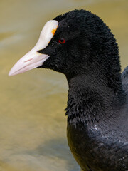 Portrait of a Eurasian coot / focha común / fulica atra