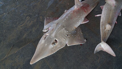 protected shark caught by fishermen