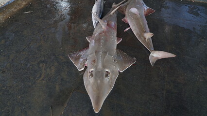 protected shark caught by fishermen