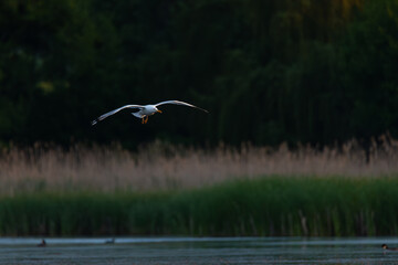 Gull in Flight at Sunset over Lake