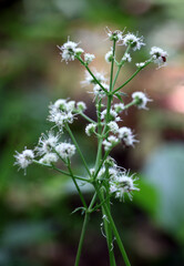 Sanicula europaea grows in the wild in spring