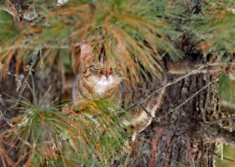 Russia. Kuznetsk Alatau. A young tiger-colored cat is hunting on the branches of a large taiga cedar, tracking a squirrel.