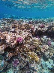Barriera corallina - Ras Mohammed - Sharm el Sheikh - Egitto