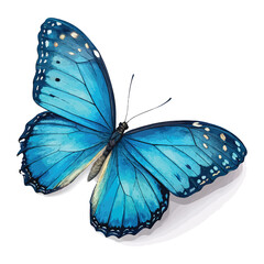 beautiful wings of a blue butterfly isolated on a white background