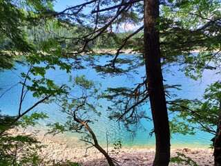Turquoise lake water viewed through tree branches on a rocky forest shoreline during a bright summer day