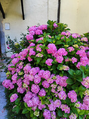 Lush hydrangea bush full of vibrant pink blossoms growing beside a light-colored wall in summer