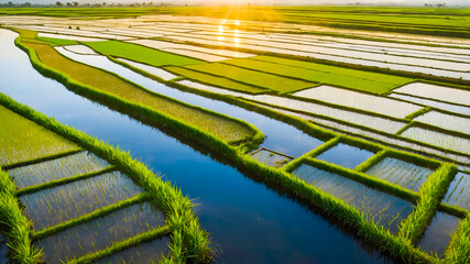 View of rice fields and waters in an aerial photo. An expanse of agricultural land from above. AI-Generated