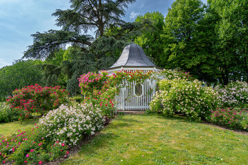 Garden of roses