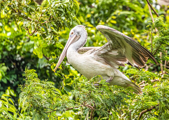 Fototapeta premium A Pelican