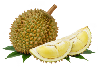 Whole durian fruit and slices isolated on transparent background