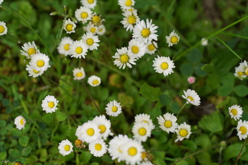 field of daisies