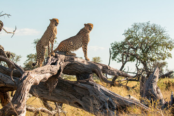 cheetah brothers at moremi national park of botswana close to third bridge camp