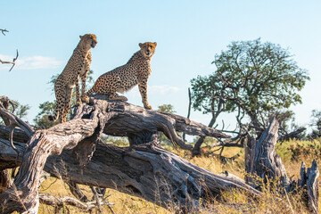 cheetah brothers at moremi national park of botswana close to third bridge camp