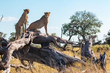 cheetah brothers at moremi national park of botswana close to third bridge camp posing on a dead tree