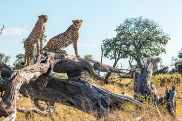 cheetah brothers at moremi national park of botswana close to third bridge camp