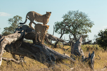 cheetah brothers at moremi national park of botswana close to third bridge camp posing on a tree