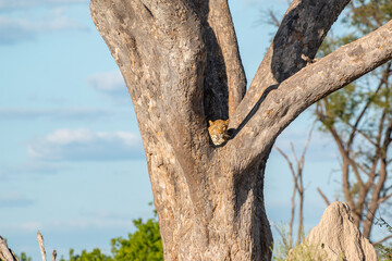 moremi game reserve botswana: luxurious and off the beaten track wildlife experience: leopard hidden away in tree