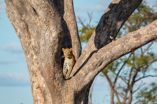 beautiful male leopard in tree trunk looking at photographer at. moremi game reserve