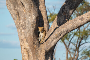 beautiful african landscape: leopard hiding at bottom of tree enjoying the afternoon sunshine