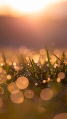 Fresh morning dew. Fresh grass with dew drops close up