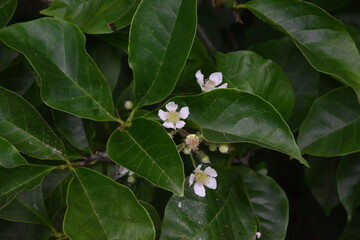 Brombeerblüten